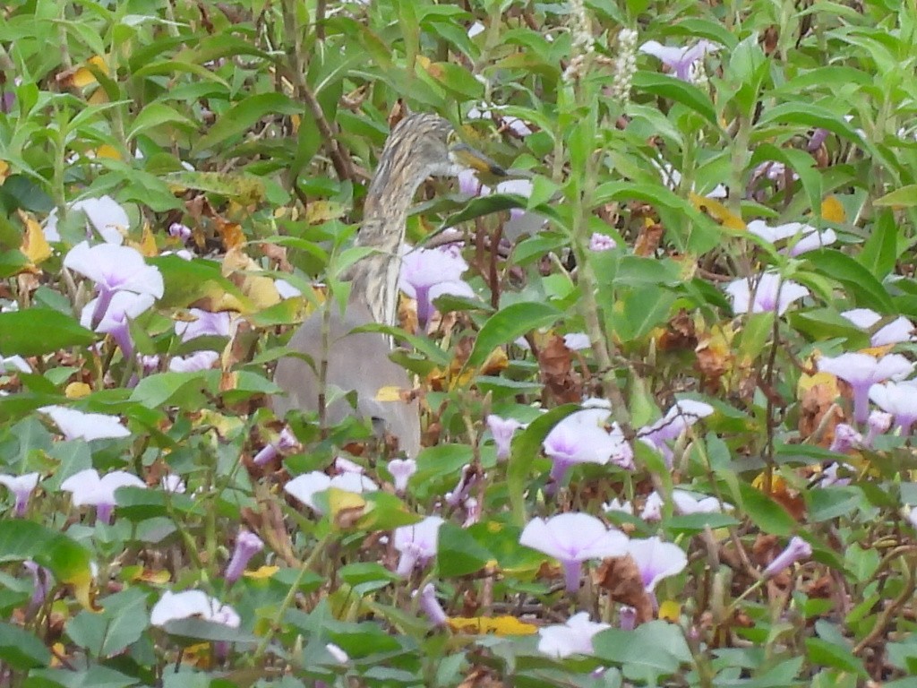 Çin Alaca Balıkçılı - ML646830005