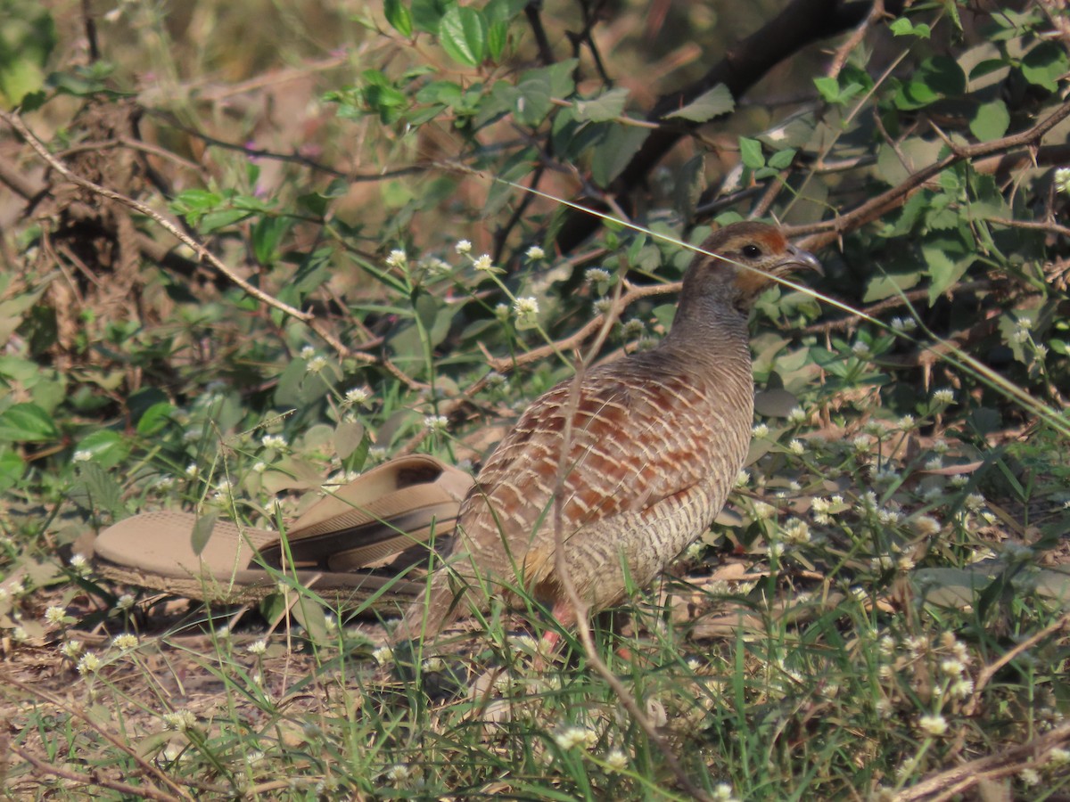 Gray Francolin - ML646830006
