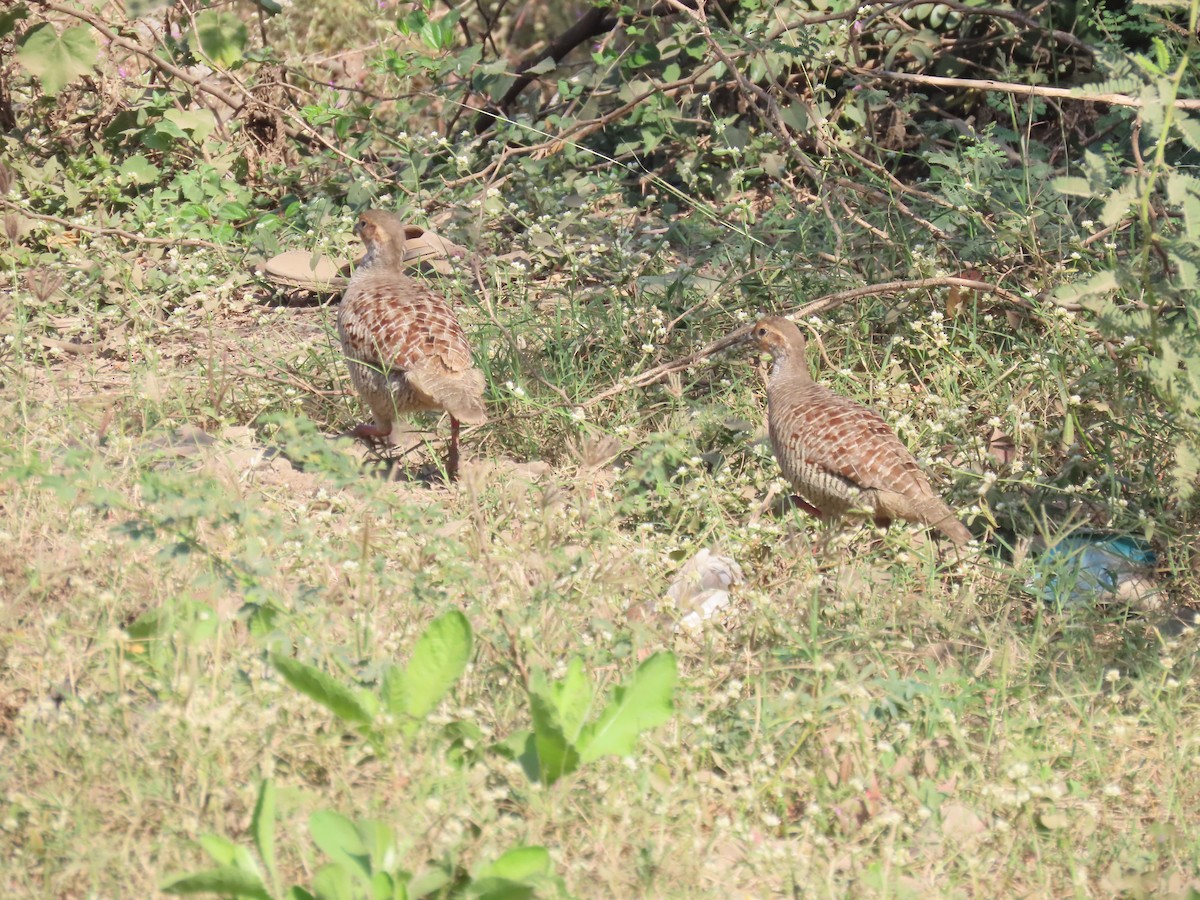 Gray Francolin - ML646830007