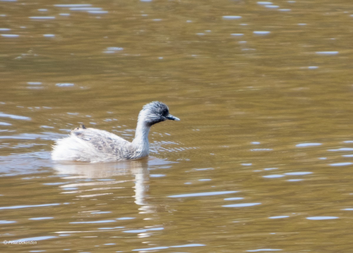 Zampullín Canoso - ML646830011