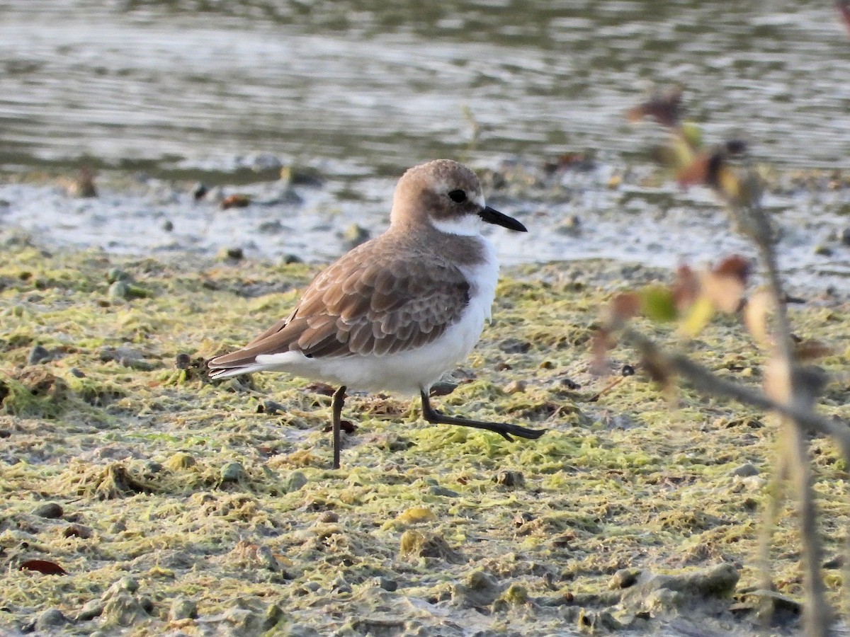 Greater Sand-Plover - ML646830012