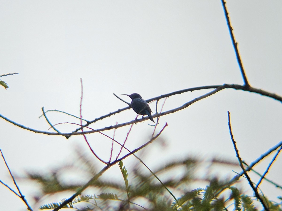 Атласная нектарница - ML646830014