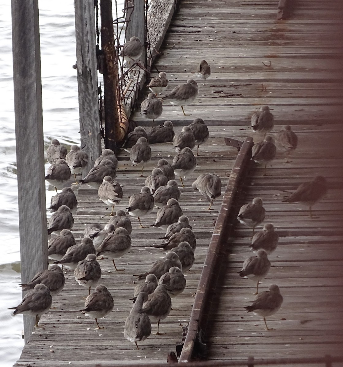 Gray-tailed Tattler - ML646830017