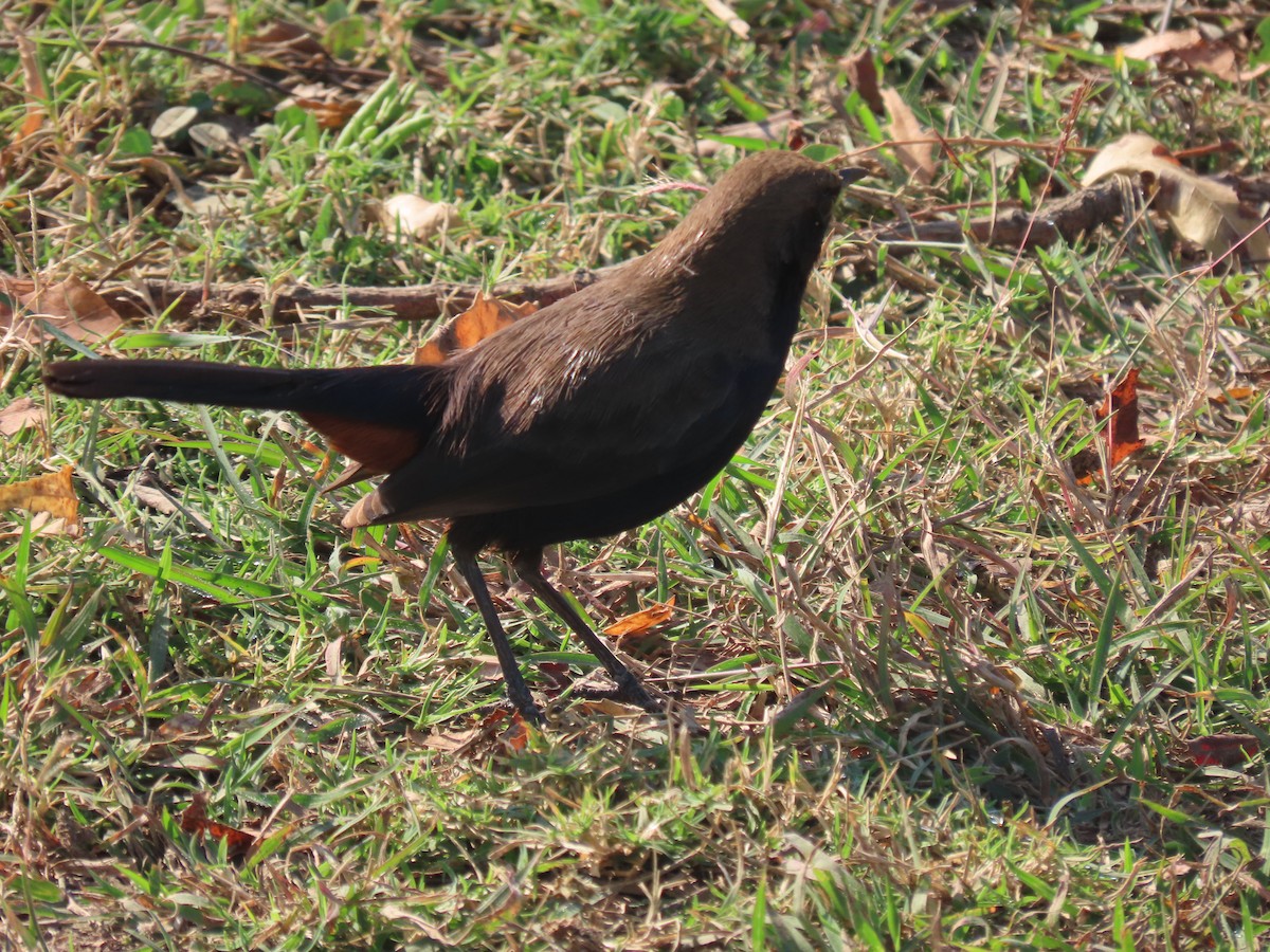 Indian Robin - ML646830018