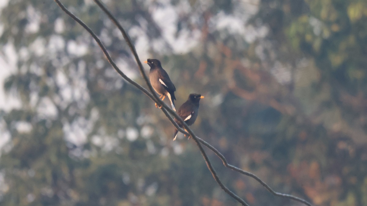 Miná de Jungla - ML646830019