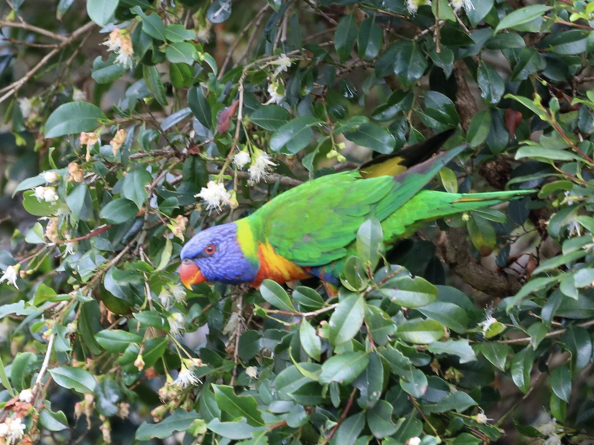 Rainbow Lorikeet - ML646830020