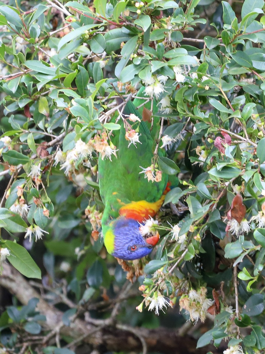 Rainbow Lorikeet - ML646830021