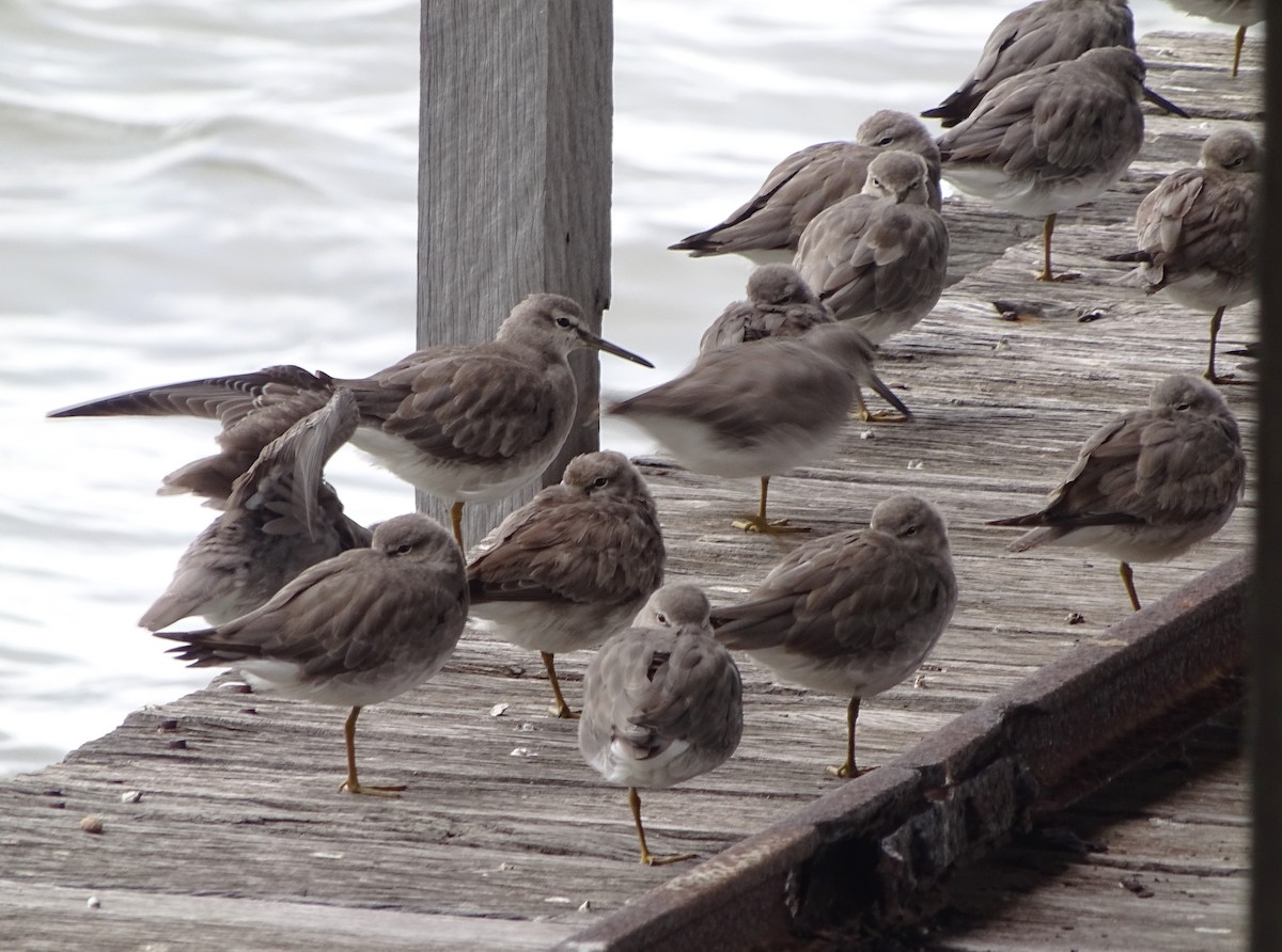 Gray-tailed Tattler - ML646830022