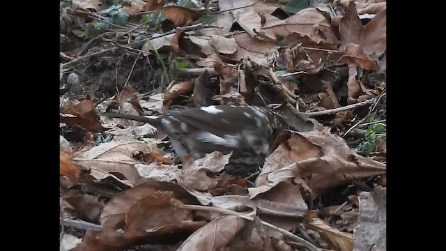 Fox Sparrow (Sooty) - ML646830023
