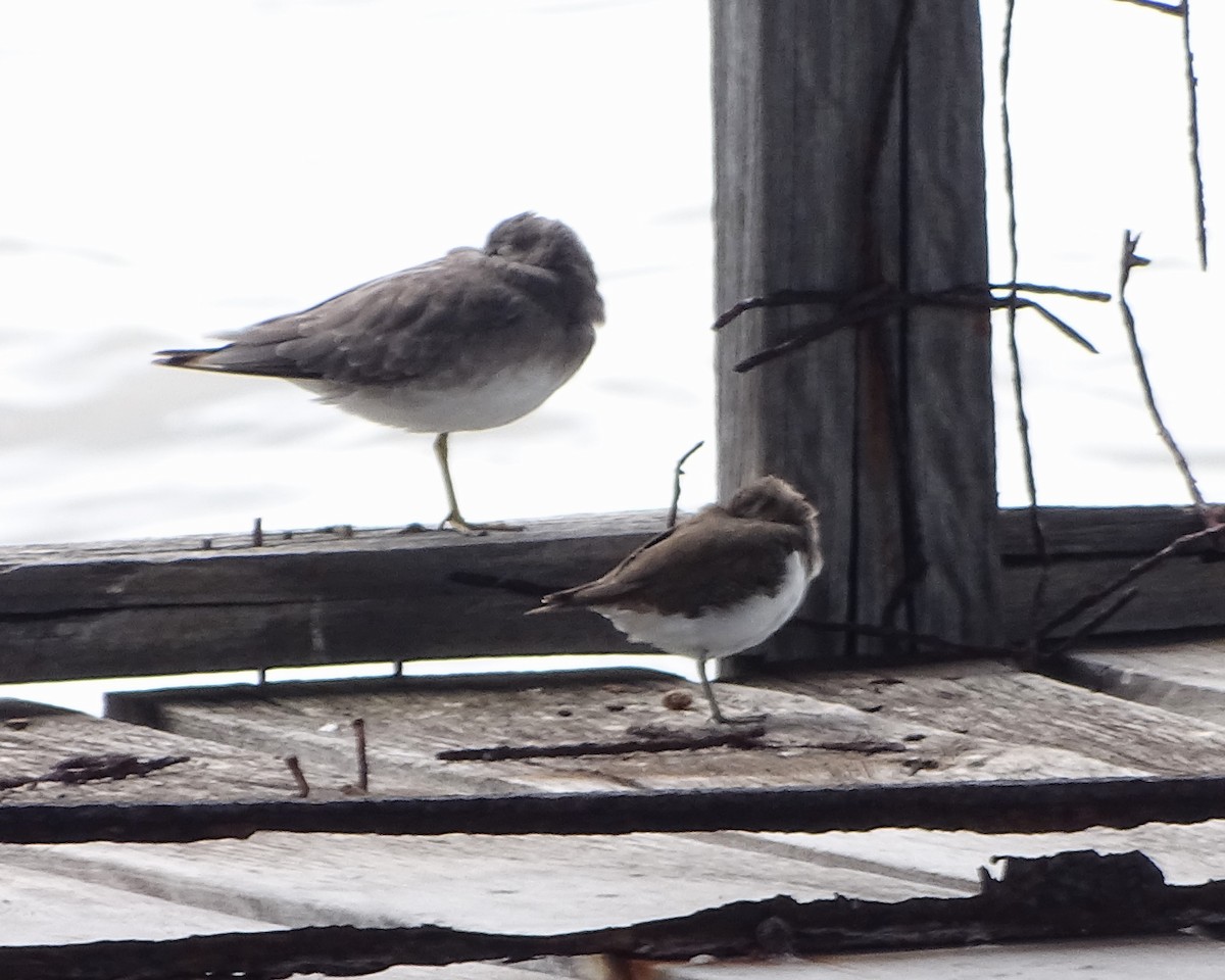 Common Sandpiper - ML646830025
