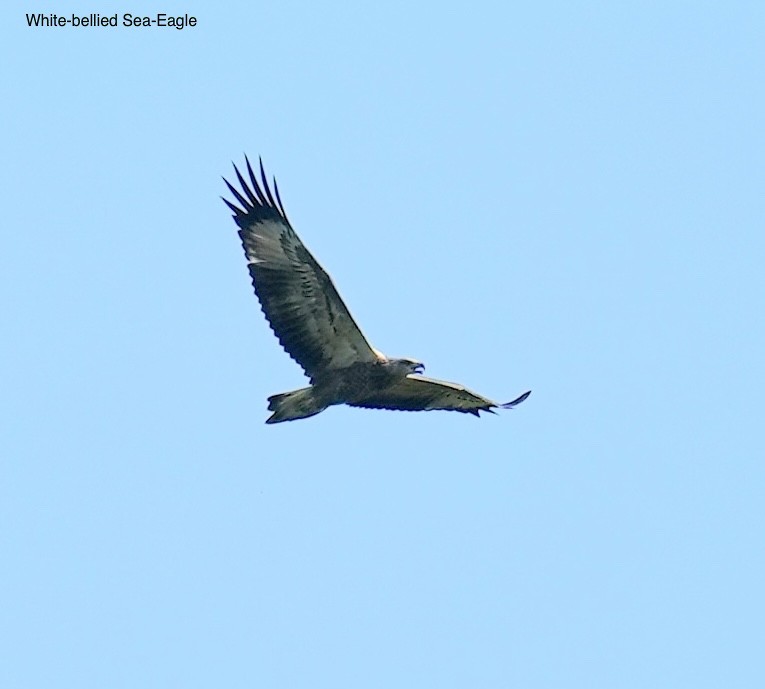 Pigargo Oriental - ML646830027