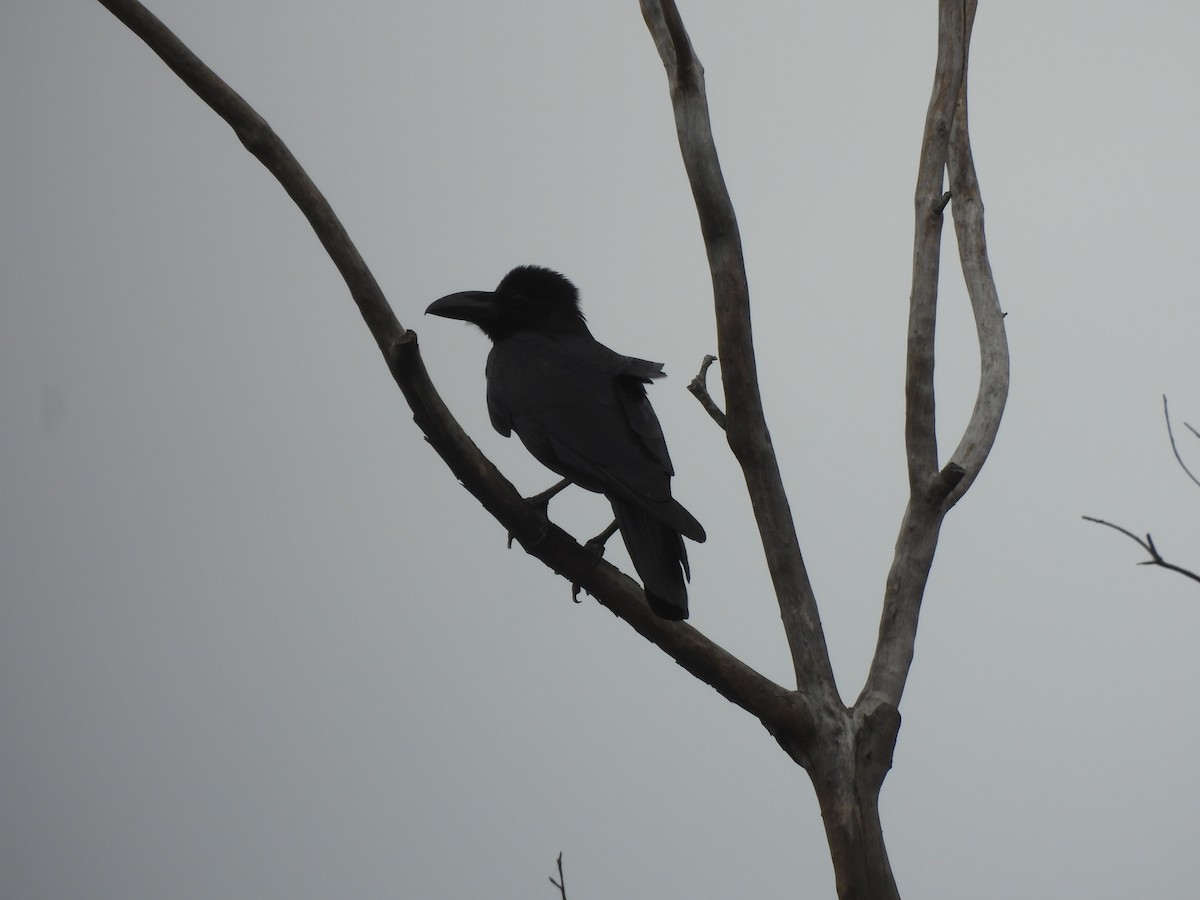 Large-billed Crow - ML646830029