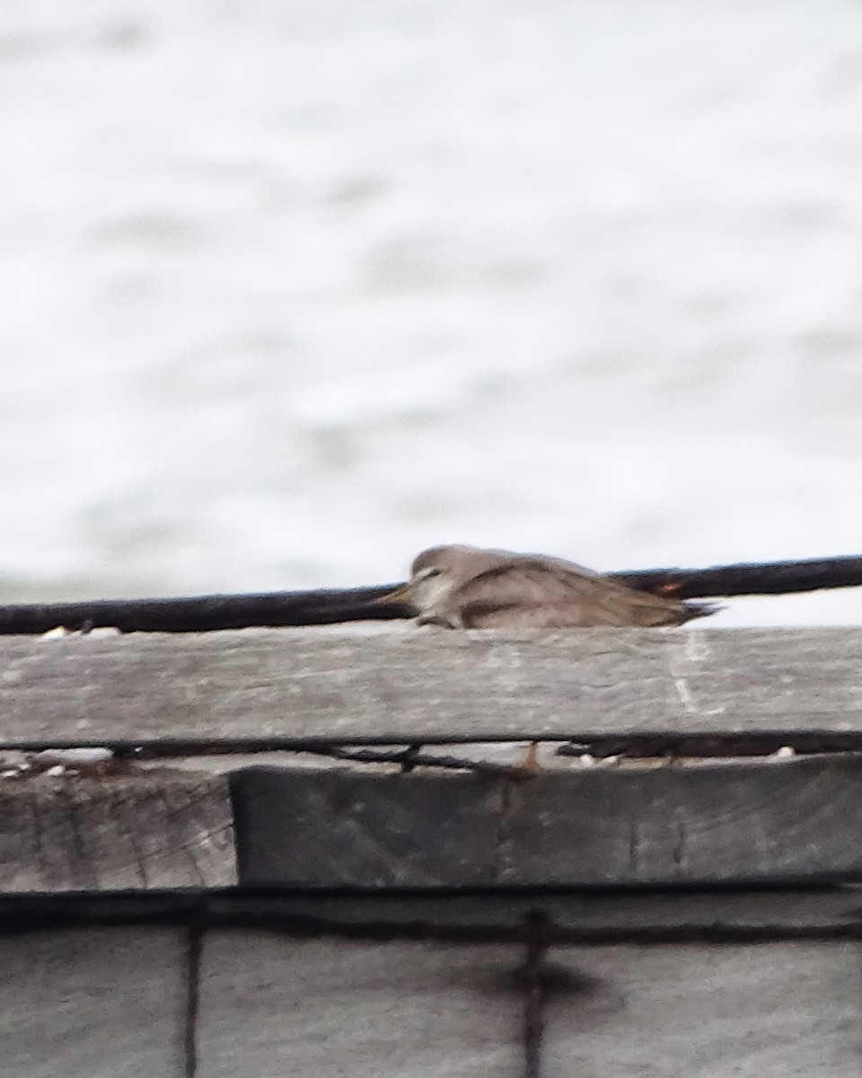 Terek Sandpiper - ML646830032