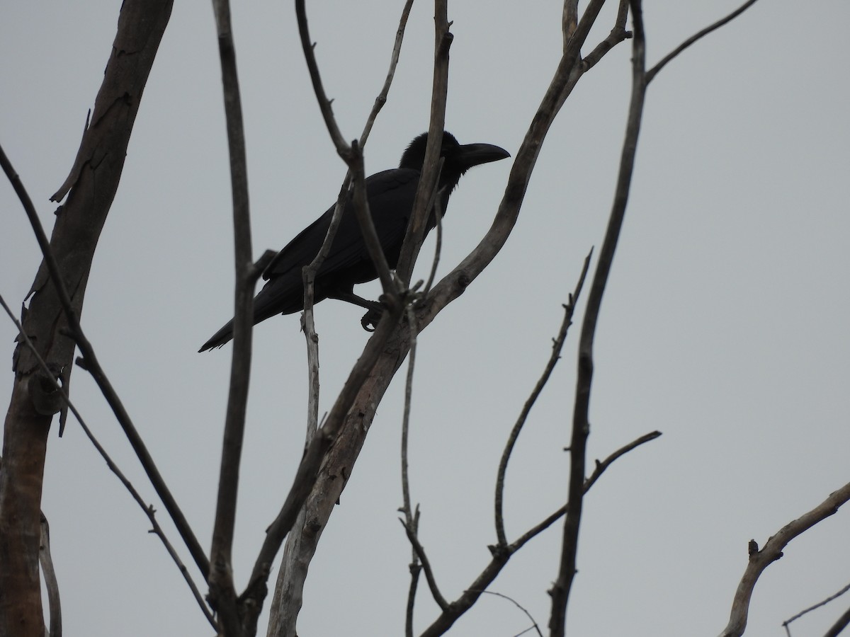 Large-billed Crow - ML646830033