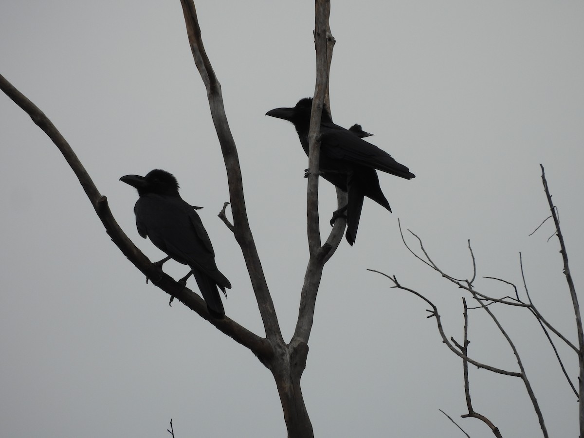 Large-billed Crow - ML646830034