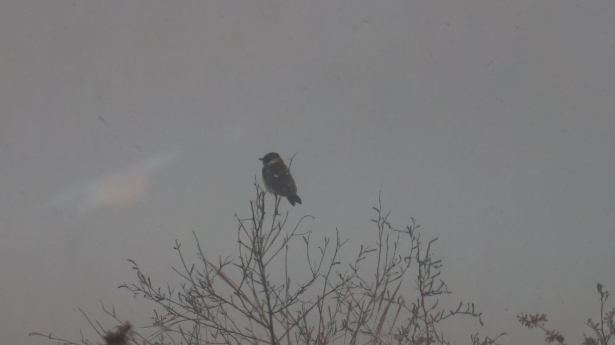 Tarabilla Siberiana - ML646830035