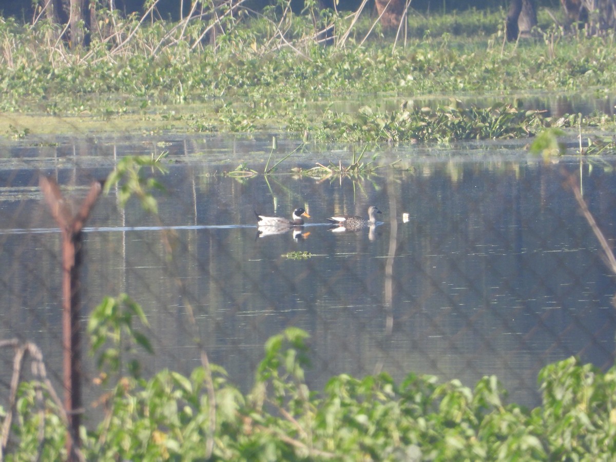 Mallard (Domestic type) - ML646830037