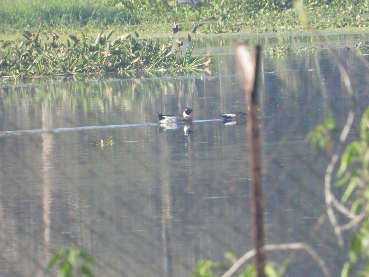 Mallard (Domestic type) - ML646830038