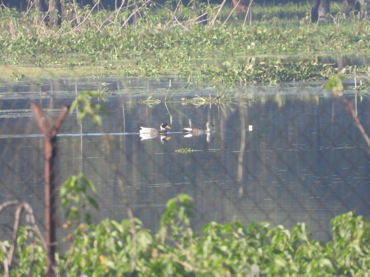 Mallard (Domestic type) - ML646830039