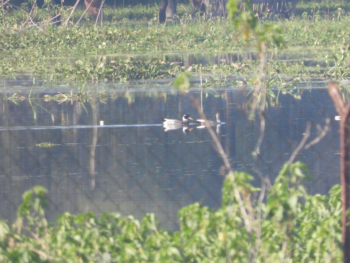 Mallard (Domestic type) - ML646830040