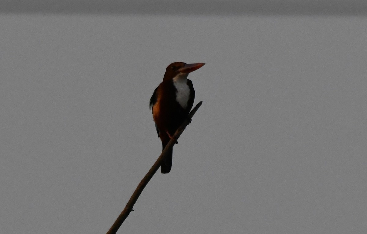 White-throated Kingfisher - ML646830041