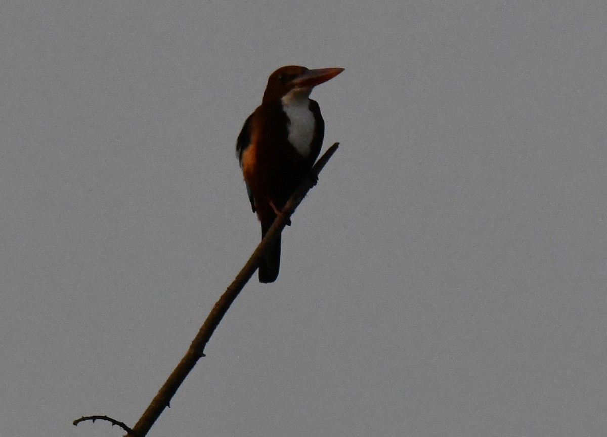White-throated Kingfisher - ML646830043
