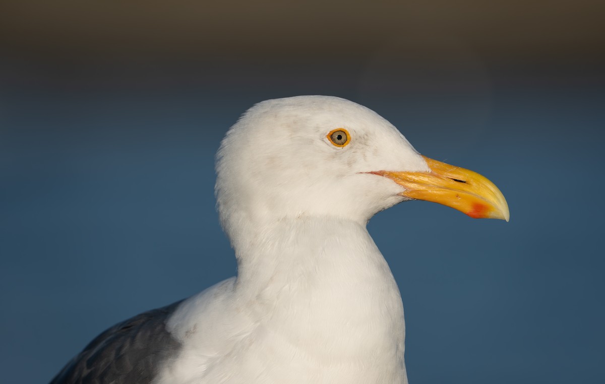 Western Gull - ML646830044
