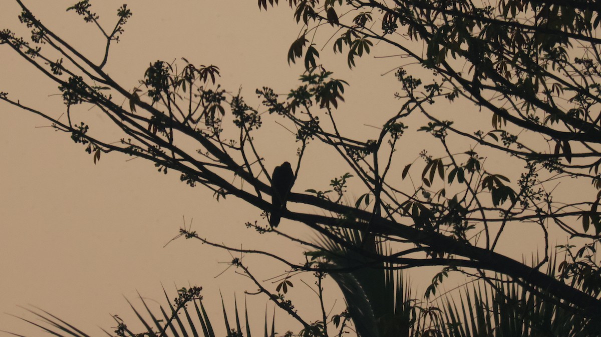 Koel Occidental - ML646830046