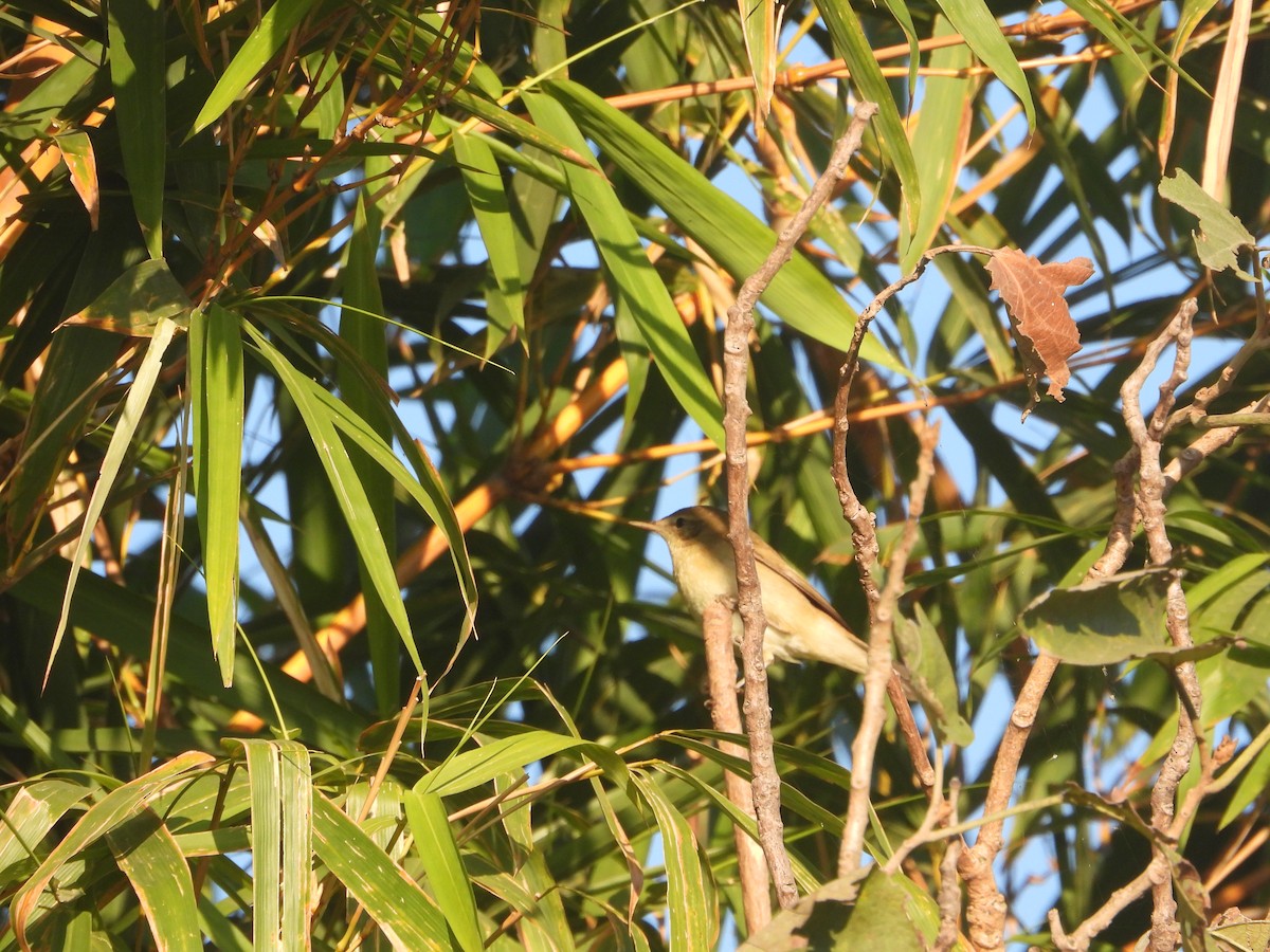 rákosník pokřovní - ML646830047