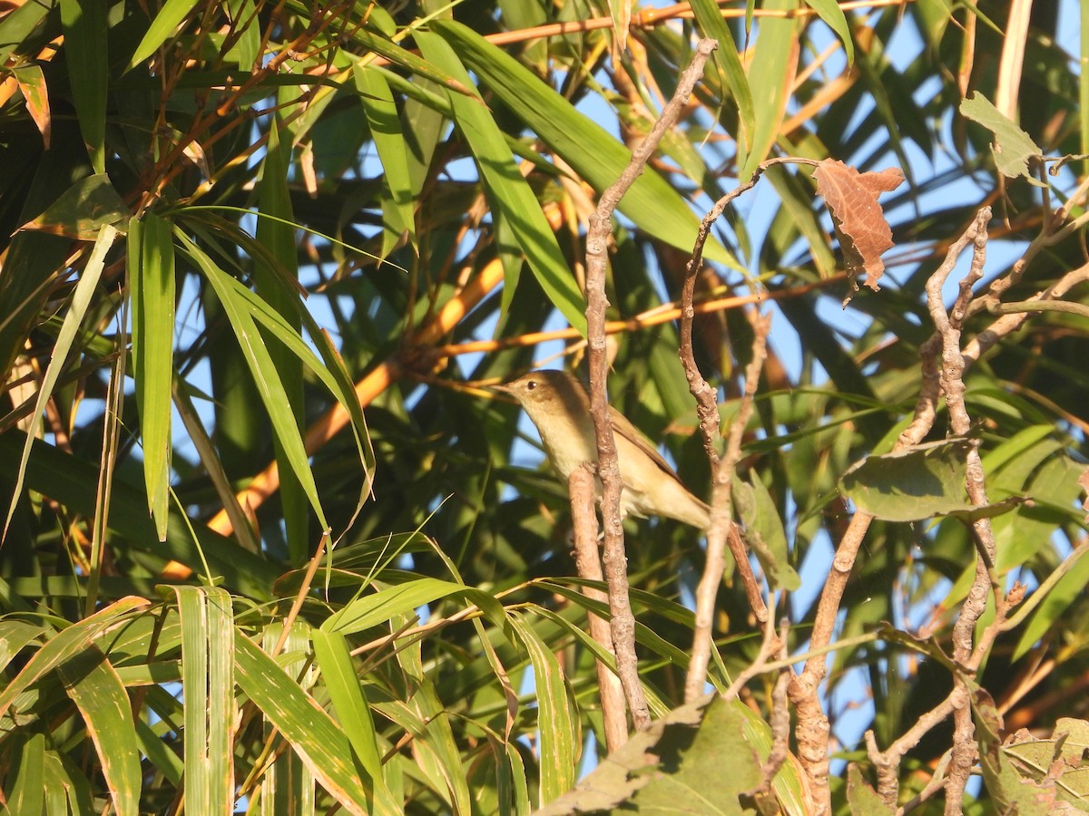 rákosník pokřovní - ML646830048