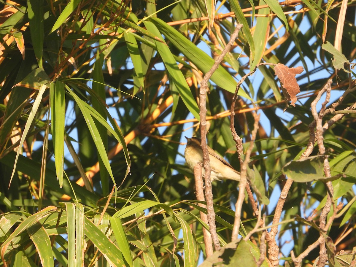 rákosník pokřovní - ML646830049