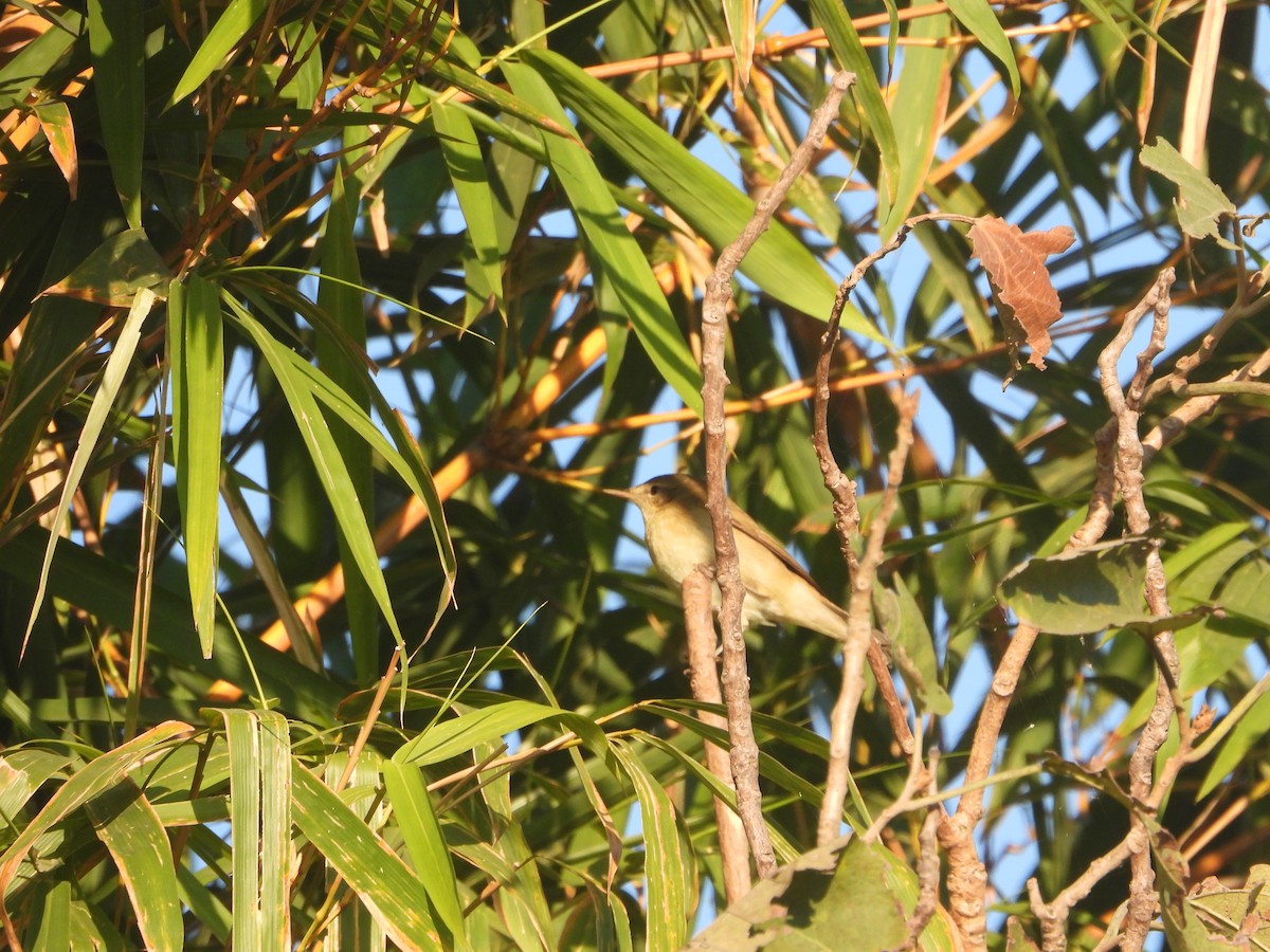 rákosník pokřovní - ML646830050