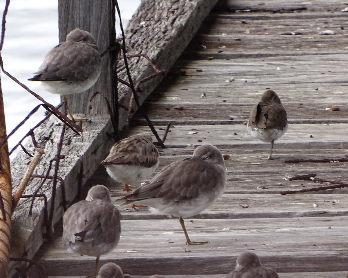 Common Sandpiper - ML646830051