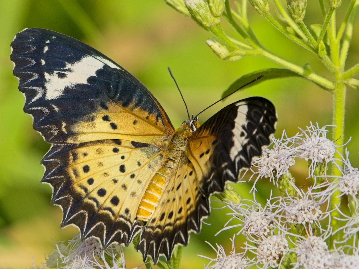 Leopard Lacewing Butterfly - ML646830052