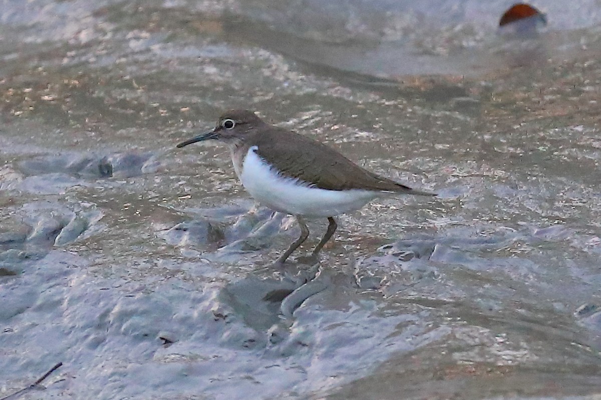 Common Sandpiper - ML646830053