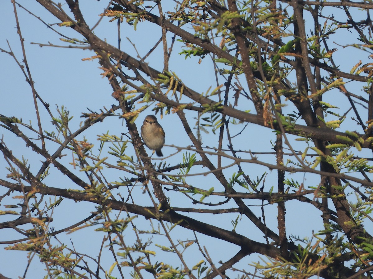 Common Chiffchaff - ML646830055