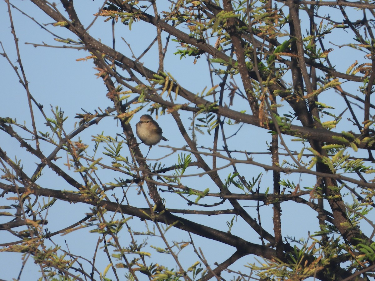 Common Chiffchaff - ML646830056