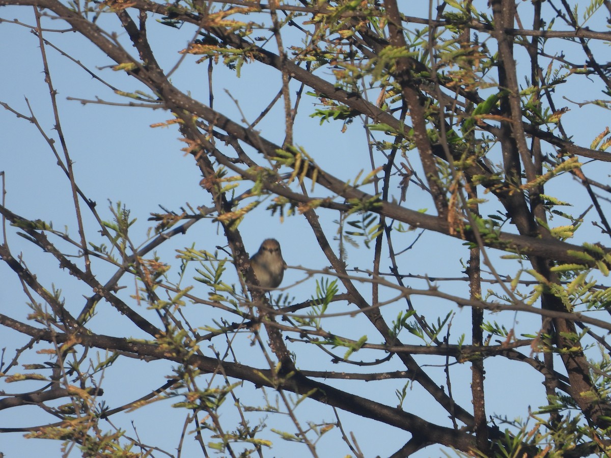 Common Chiffchaff - ML646830057