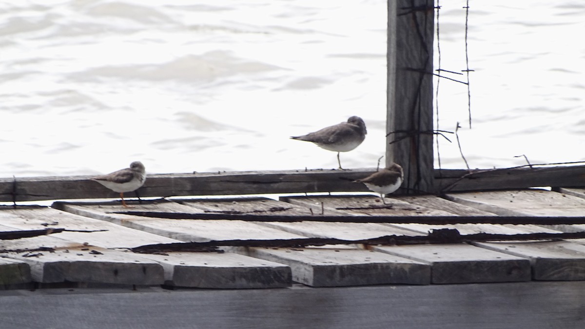 Terek Sandpiper - ML646830058