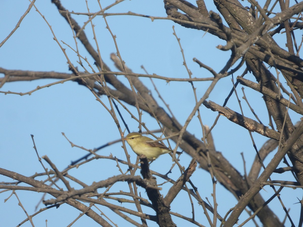 Greenish Warbler - ML646830059