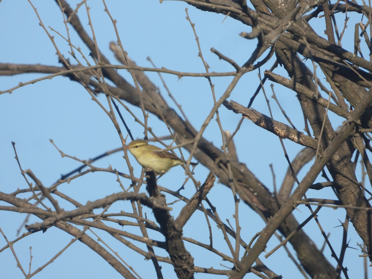 Greenish Warbler - ML646830060