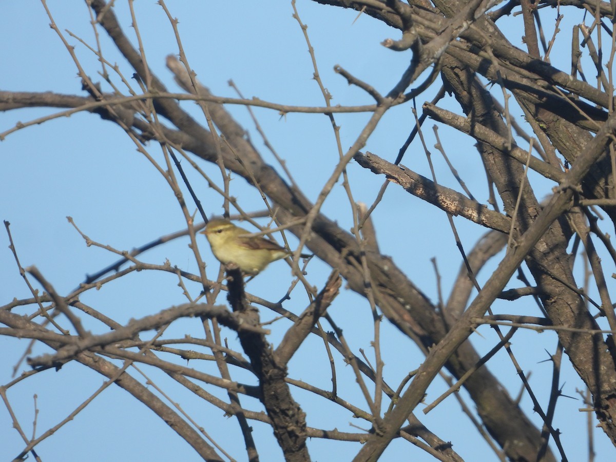 Greenish Warbler - ML646830061