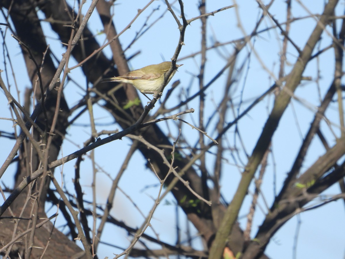Greenish Warbler - ML646830062