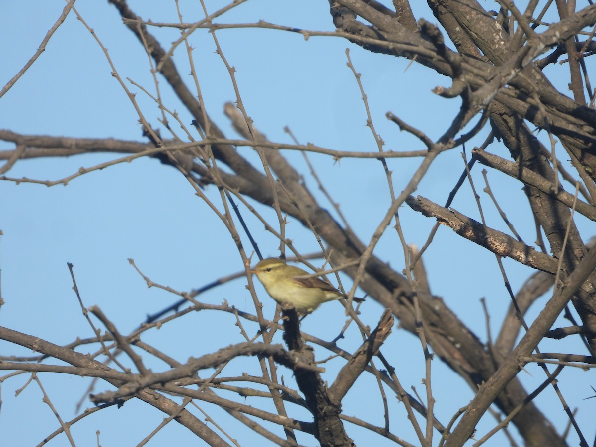 Greenish Warbler - ML646830063