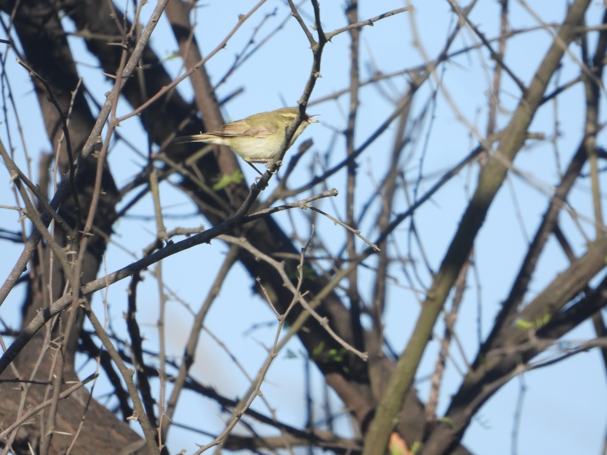 Greenish Warbler - ML646830064
