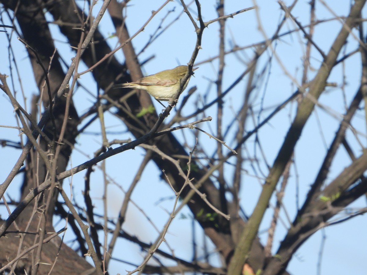 Greenish Warbler - ML646830065