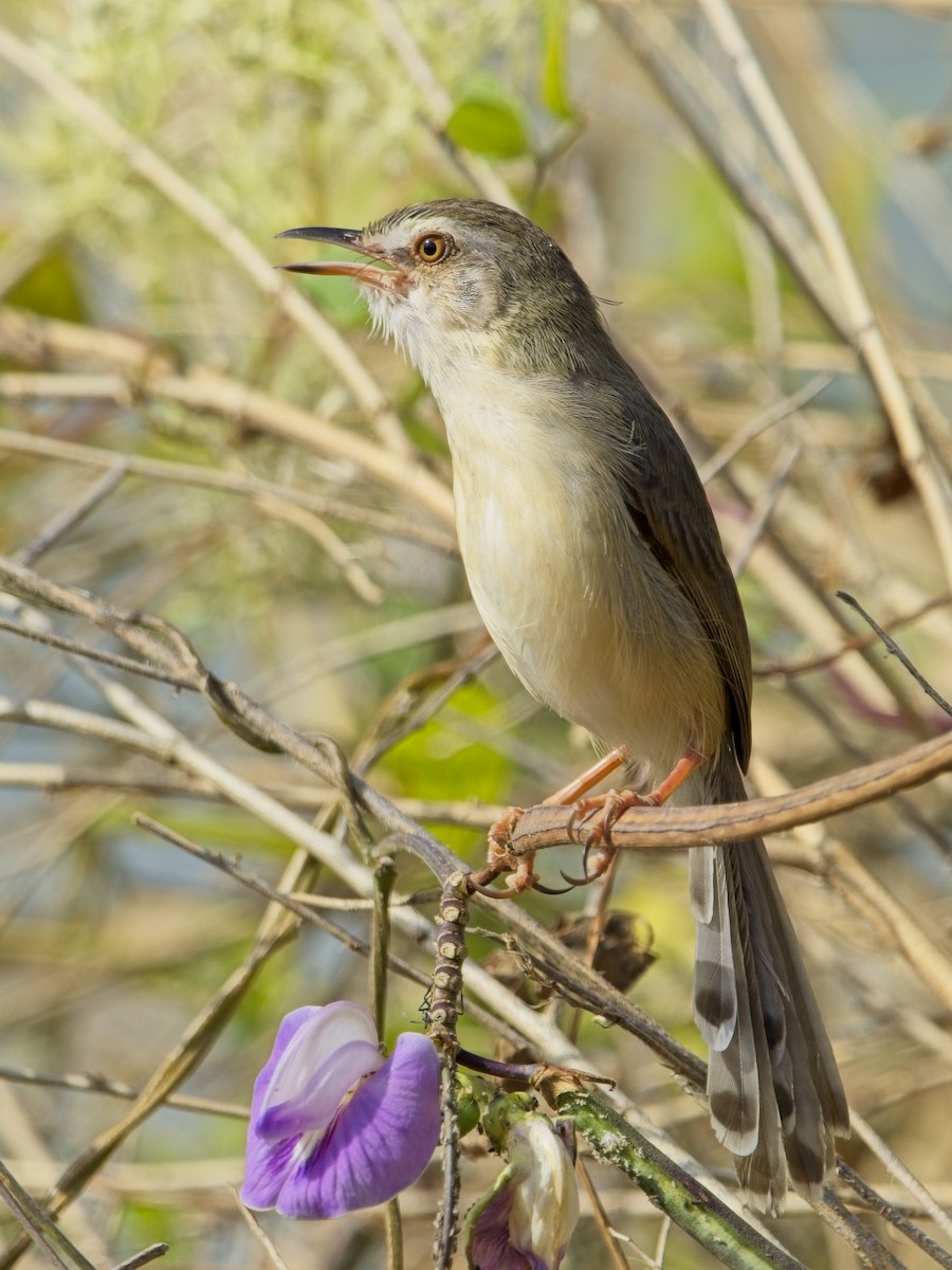 Plain Prinia - ML646830066
