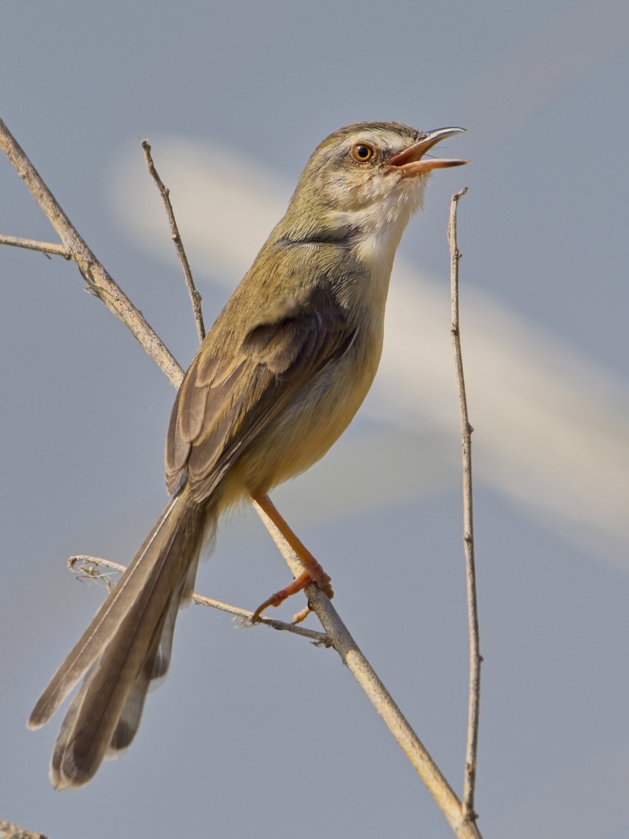 Plain Prinia - ML646830067