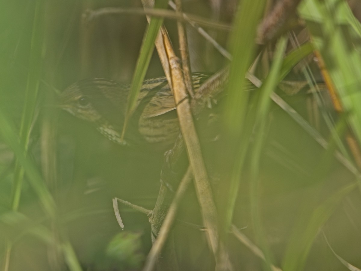 Benarriz marraduna - ML646830068