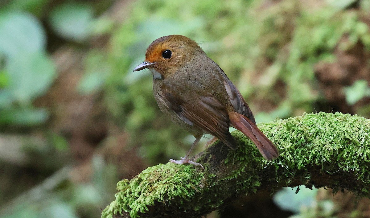 Мухоловка малазійська - ML646830083